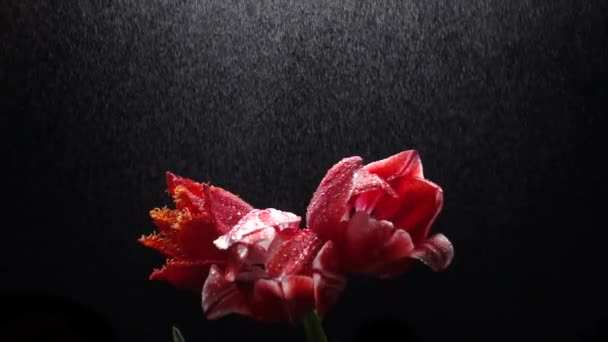 Czerwone Tulipany Deszczu Odizolowane Czarnym Zwolnionym Tempie 250 Fps — Wideo stockowe
