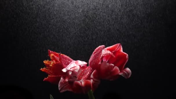 Tulipanes Rojos Lluvia Aislados Negro Cámara Lenta 250Fps — Vídeos de Stock