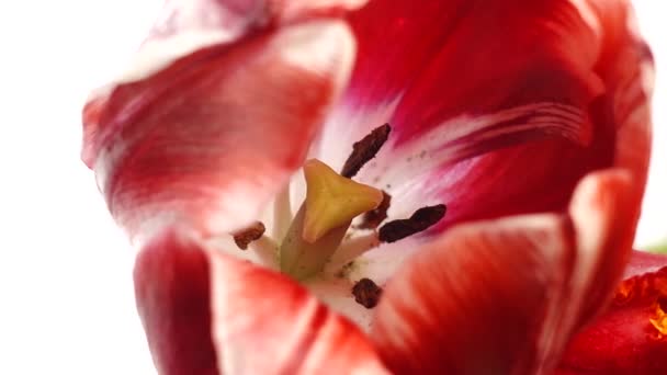 Rode Tulpen Geïsoleerd Wit Schuif Beweging Parallax Beweging — Stockvideo