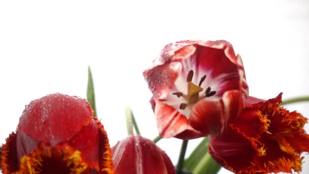 Rode Tulpen Regen Geïsoleerd Witte Slow Motion 250Fps — Stockvideo