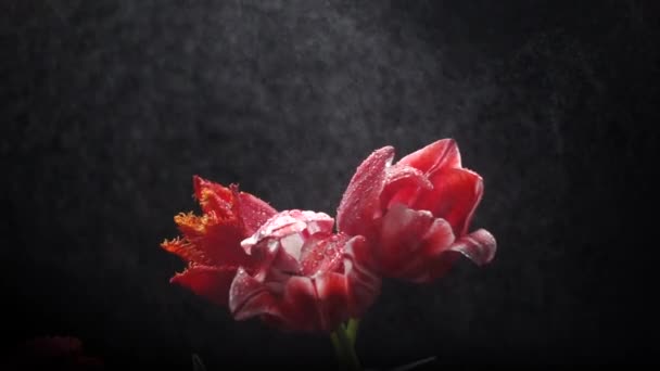 Tulipanes Rojos Lluvia Aislados Negro Cámara Lenta 250Fps — Vídeos de Stock