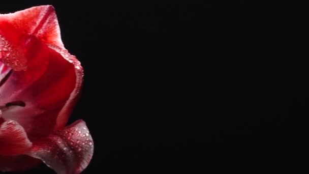 Tulipes Rouges Avec Gouttes Rosée Isolées Sur Noir Mouvement Curseur — Video