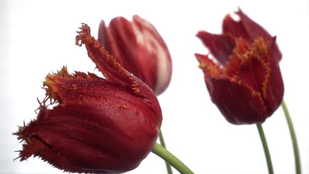 Piros tulipán eső elszigetelt fehér, lassított felvétel, 250fps