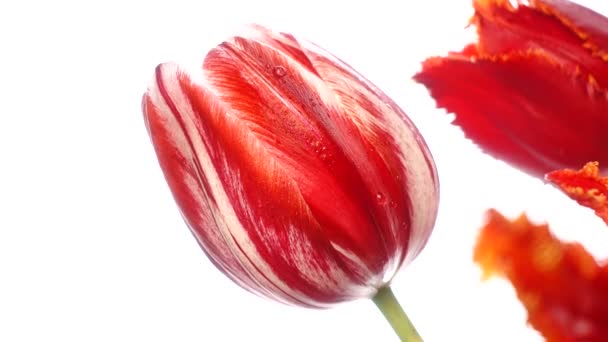 Tulipani Rossi Isolati Bianco Ingrandisci Lentamente — Video Stock