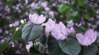 Elma ağacı yavaş çekimde çiçek açıyor.