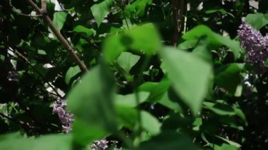 Pembe leylak açık havada rüzgar, yavaş çekim, sığ alan derinliği