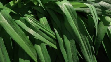 Damlacıklı yeşil çimenler kaygan hareketler, açık alan derinliği