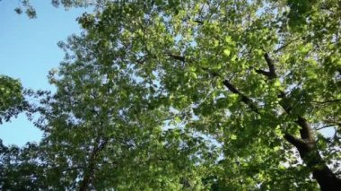 Altın saatinde yeşil ağaç yeşili, yavaş çekim