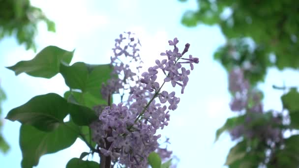 Růžový Šeřík Venku Větru Zpomalený Pohyb Mělká Hloubka Pole — Stock video