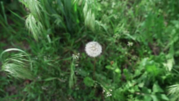 Dandelion Grass Slow Motion Shallow Depth Field — Stock Video