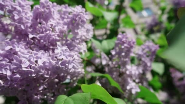 Pink Lilac Outdoors Wind Slow Motion Shallow Depth Field — ストック動画