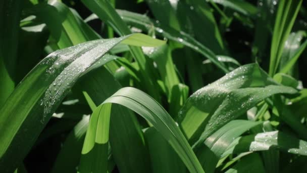 Groen Gras Met Druppels Schuifregelaar Beweging Shallwo Diepte Van Het — Stockvideo