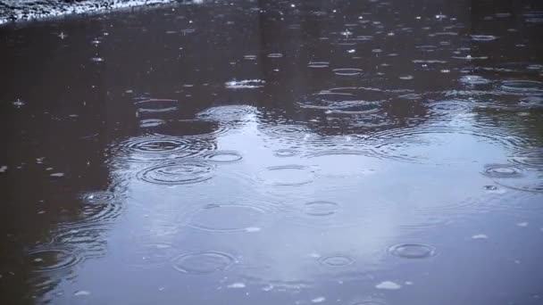 Regendruppels Plas Ondiepe Scherptediepte Slow Motion — Stockvideo