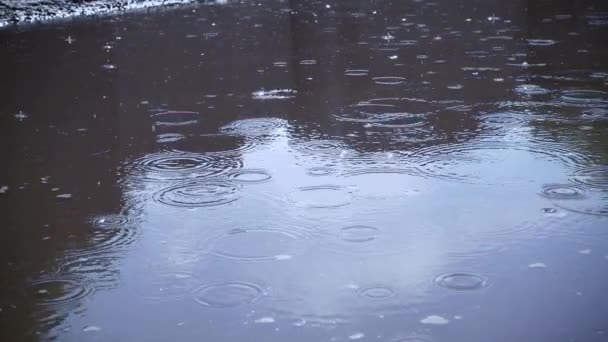 Gotas Lluvia Cayendo Charco Profundidad Campo Superficial Cámara Lenta — Vídeos de Stock