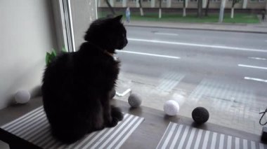 Kahve dükkanının penceresinden bakan kara kedi.