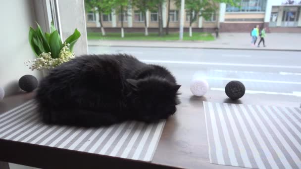 Schwarze Katze Schläft Fenster Vorbeifahrende Autos Zeitlupe — Stockvideo