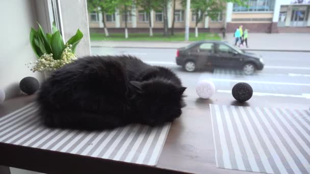 Schwarze Katze Schläft Fenster Vorbeifahrende Autos Zeitlupe — Stockvideo