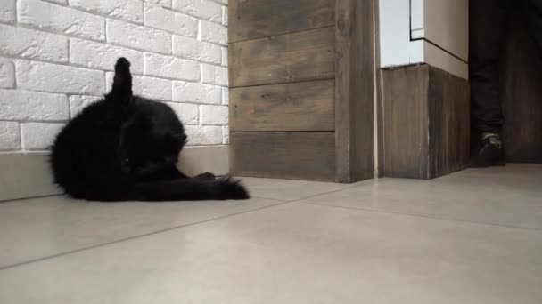 Czarny Kot Liże Się Suwak Się Rusza — Wideo stockowe