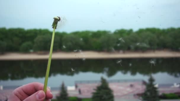 Dandelion Fall Pieces Blow Shallow Depth Field — Stock Video