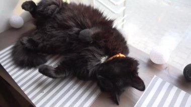 Pencerenin yanında uyuyan kara kedi, geçen arabalar, ağır çekim.