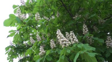 Kestane ağacı yavaş çekimde çiçek açıyor.