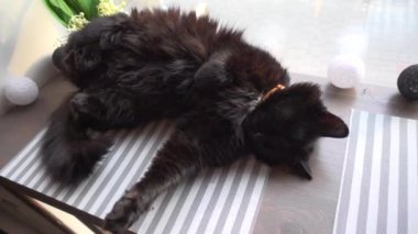 Pencerenin yanında uyuyan kara kedi, geçen arabalar, ağır çekim.