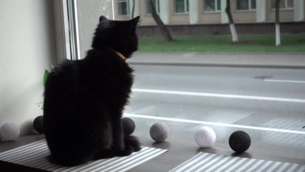Gato Negro Mirando Por Ventana Cafetería — Vídeo de stock