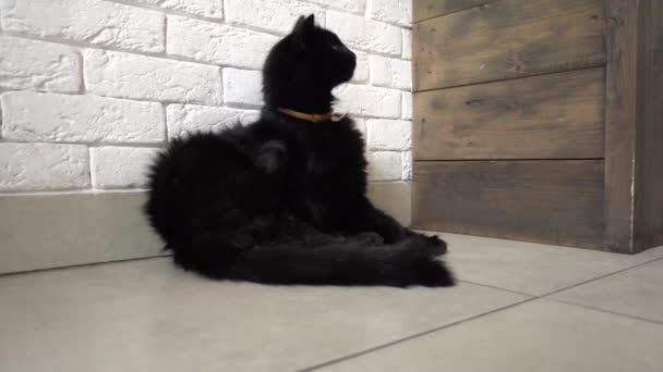 Gato Negro Lamiéndose Mismo Movimiento Deslizante — Vídeos de Stock