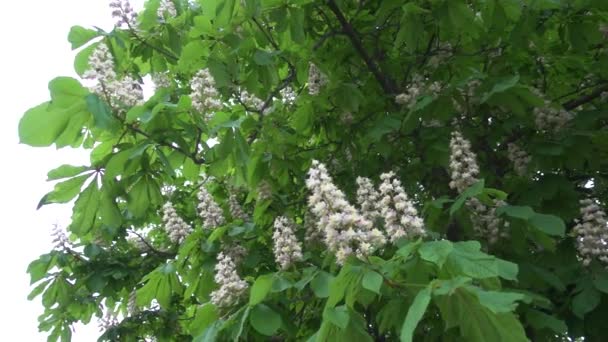 Árbol Castaño Floreciendo Disparo Cámara Lenta — Vídeos de Stock