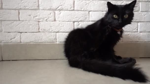 Schwarze Katze Blickt Auf Kamera Schieberegler Bewegt — Stockvideo