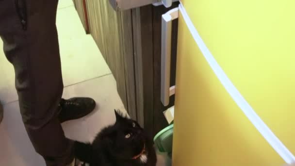 Chat Noir Dans Cuisine Demandant Manger — Video