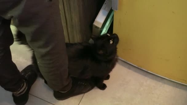 Zwarte Kat Keuken Vraagt Eten — Stockvideo