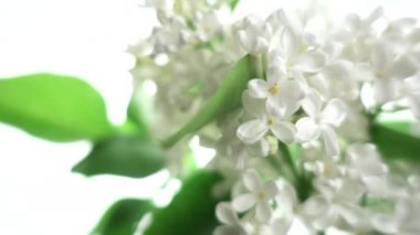 Beyaz arka planda beyaz leylak, yavaş çekim, sığ alan derinliği