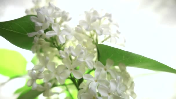 Lilas Blanc Sur Fond Blanc Ralenti Faible Profondeur Champ — Video