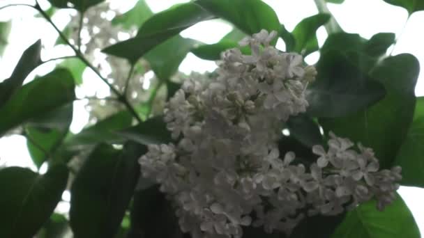 White Lilac White Background Slow Motion Shallow Depth Field — ストック動画