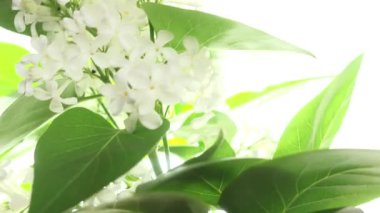 Beyaz arka planda beyaz leylak, yavaş çekim, sığ alan derinliği