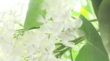 Beyaz arkaplanda beyaz leylak, uzaklaşın, alan derinliği sığ