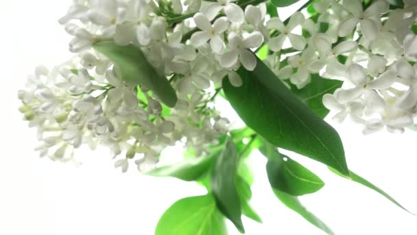 White Lilac White Background Slow Motion Shallow Depth Field — Stock Video