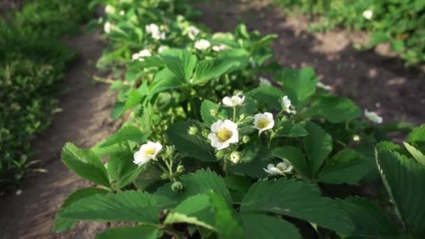 Strawberry Bushes Blooming Slow Motion — ストック動画