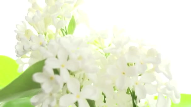 白色的紫丁香在白色的背景上 浅浅的田野深度 — 图库视频影像