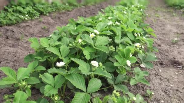 Aardbeien Struiken Bloeien Inzoomen — Stockvideo