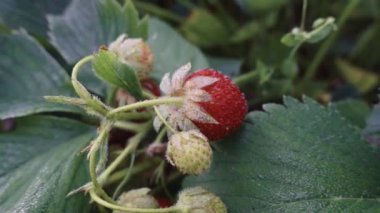 Gün batımında çilek, sığ alan derinliği, yavaş çekim, dikişsiz döngü, yakınlaş ve çık