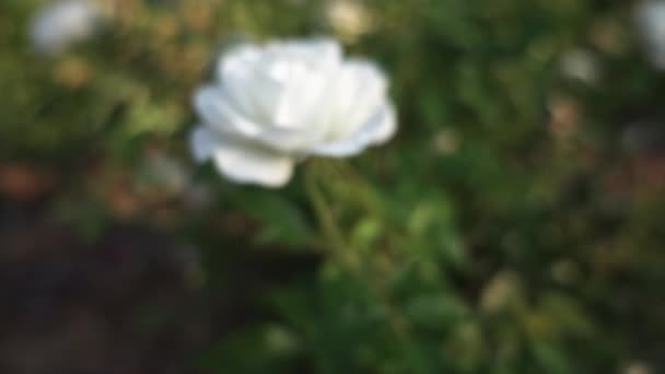 Біла Троянда Зранку Неглибока Глибина Поля Повільний Рух — стокове відео