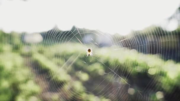 Little Spider Web Outdoors Morning Slow Motion — Stock Video