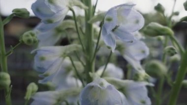 Sabah güneşi Larkspur çiçek kaplı çiğ, makro closeup, sığ derinlik-in tarla