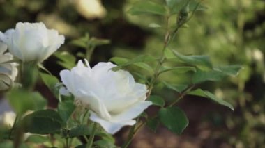 Sabah beyaz gül, sığ alan derinliği, yavaş çekim