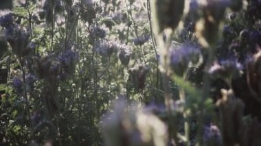Güneş ışığında Phacelia 'nın çalıları, yavaş çekim alanının sığ derinliği