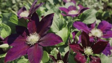 Sabahları deri çiçek, tarlanın sığ derinliği, ağır çekim.