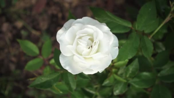 Белая Роза Утрам Низкая Глубина Поля Медленное Движение — стоковое видео