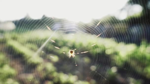 Sabahları Ağda Küçük Bir Örümcek Ağır Çekim — Stok video